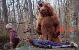 How to Survive a Bear Market Attack