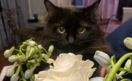 Visit the dying or attend the funeral