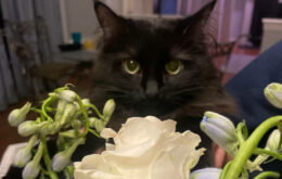 Visit the dying or attend the funeral